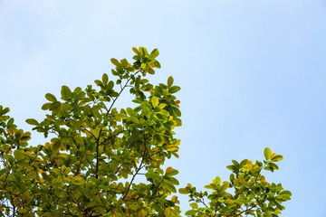 Obraz premium Trees branches frame beautiful green leaves against clear blue sky background image for nature background and nature design