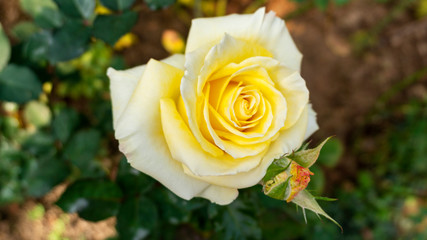 Close up beautiful yellow rose flower in bloom