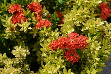 Garden decoration wallpaper