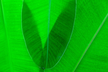 Detail of fresh banana leaf for background and design