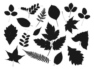 Set of autumn silhouettes of leaves isolated on white background.