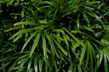 Garden decoration wallpaper