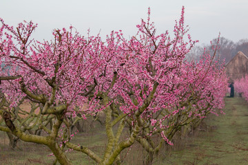 Peach blossoms in southern Maryland 