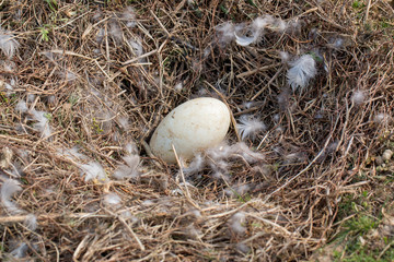 Single goose egg in nest at edge of farm pond