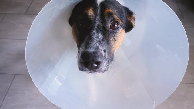 Sad dog recovering from surgery in a plastic cone. The recently spayed or neutered puppy wears a cone of shame. Authentic lifestyle shot shows pet care and veterinary procedures.