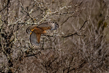 Hawk in flight