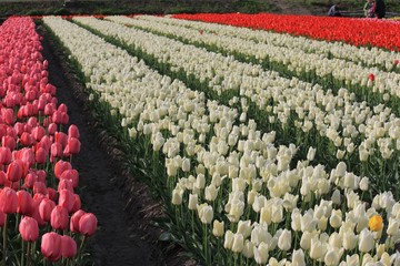 チューリップ　新潟県五泉市のチューリップ畑