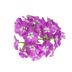 Purple flowers perennial phlox paniculata isolated on white background