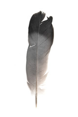 Feather of a pigeon on a white background.