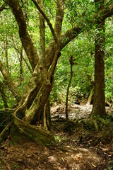 Fototapeta premium trees in the forest