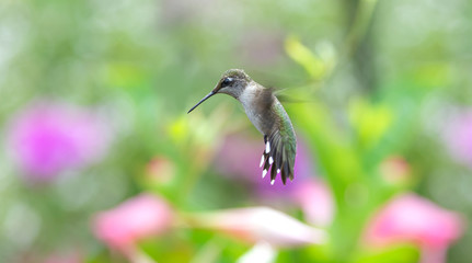 Denizen of the Mandevilla