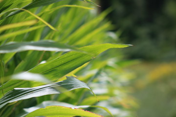 green leaves in a field