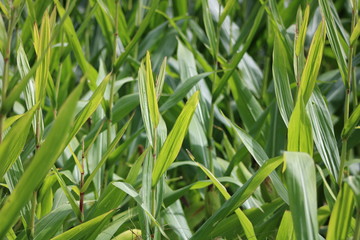 green corn grass farm field