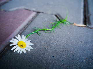 white Daisy lies on the road with cobblestones