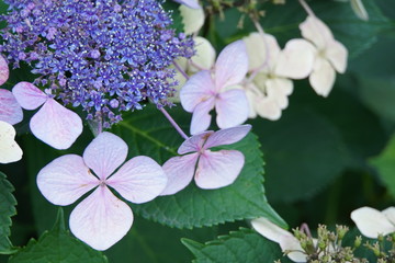 晩夏の紫陽花