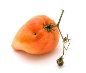 Ripe ugly tomato on a white background.