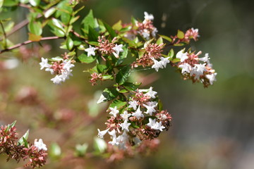 Glossy abelia is often used for street trees and hedges these days.