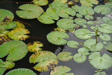 Water lily pond wallpaper