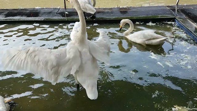 White Swan or Cygnus buccinator in farm