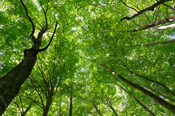 Obraz premium Natural Forest of Beech