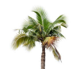 Fototapeta na wymiar coconut palm tree isolated on white background