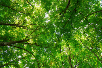 Obraz premium Natural Forest of Beech