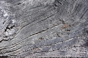 Crack on surface of old tree or wood.