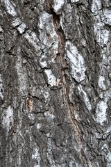 Detailed view of old birch bark