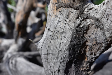 Crack on surface of old tree or wood.