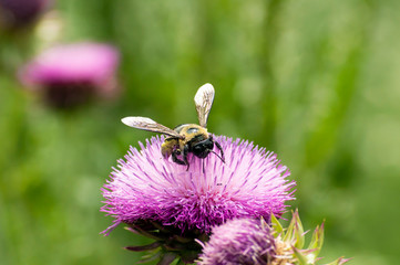 Pollen covered Bumblebee on a Texas Purple Thistle flower