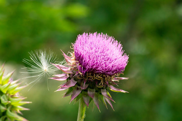 Texas Purple Thistle flower with Dandelion seed