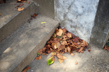 落ち葉・吹き溜まり・コンクリートの階段