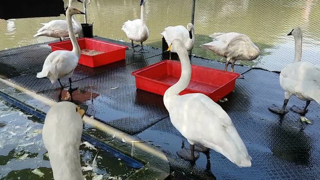 White Swan or Cygnus buccinator in farm