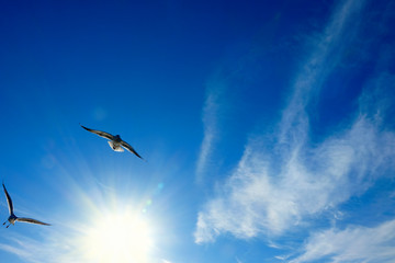 group of seagulls flying over blue sunny sky