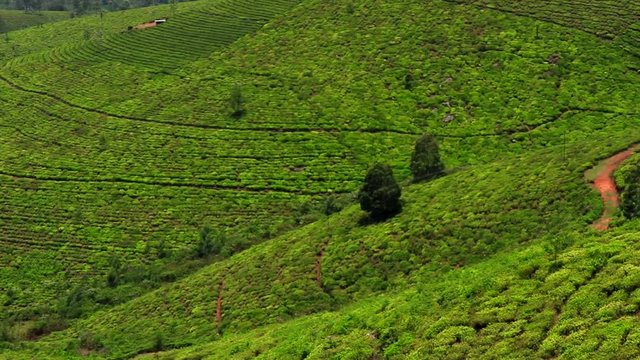 tea plantation on the mountain slop