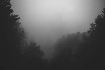 fog, sky, tree, landscape, forest