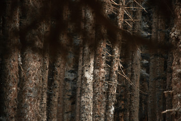 forest, tree, nature, wood, birch, trees