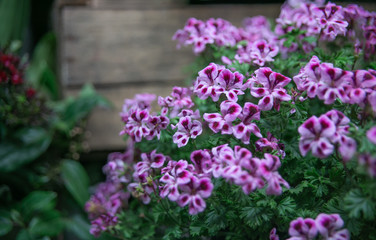 Fototapeta na wymiar flower, nature, purple, pink, garden,