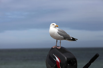 Seagull English Channel