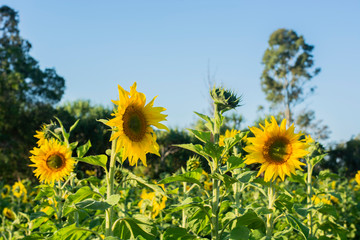 Large sunflower.