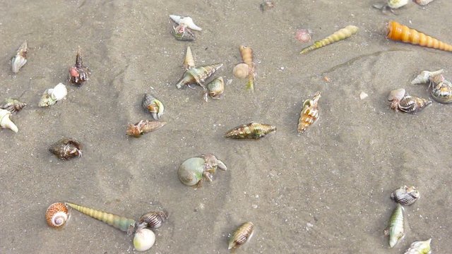 hermit crab walking on beach