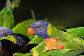 A closeup of a flock of wild rainbow lorikeets, trichoglossus moluccanus, at a feeding table on the Gold Coast, Queensland, Australia.
