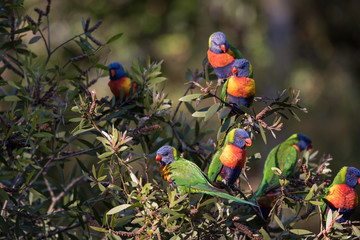A flock of wild rainbow lorikeets, trichoglossus moluccanus, perched in a tree on the Gold Coast, Queensland, Australia.