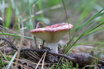 mushroom