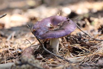 Fototapeta premium mushroom