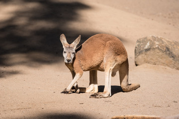 An adult red kangaroo, macropus rufus, in a wildlife sanctuary on the Gold Coast, Queensland, Australia. © Steve