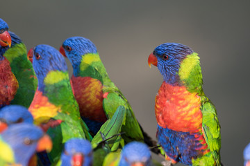 A closeup of a flock of wild rainbow lorikeets, trichoglossus moluccanus, at a feeding table on the Gold Coast, Queensland, Australia.