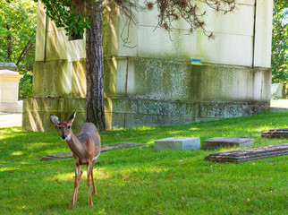 A doe deer in a cemetery in Pittsburgh, Pennsylvania, USA