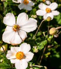 White garden cosmos flowers in bright summer sunshine