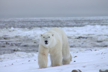 Polar Bear on Tundra